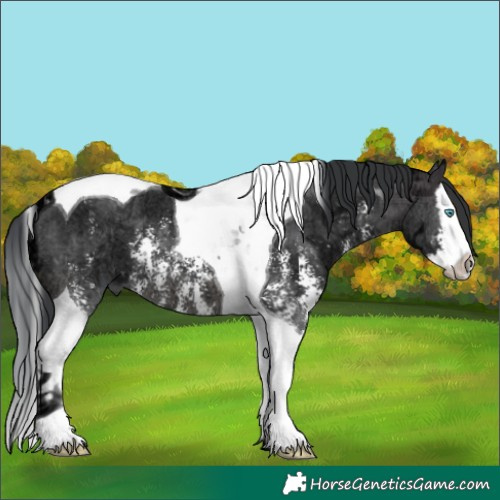 Horse Color:Brown Ice Sabino Splash Tobiano 