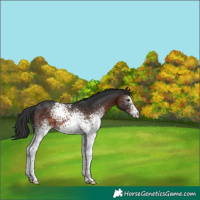 Horse Color:White Spotted Brown