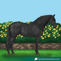 Horse Color:Black 
