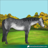 Horse Color:Bay Chinchilla