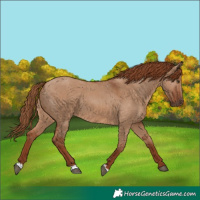 Horse Color:Red Dun 