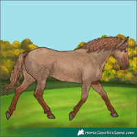 Horse Color:Red Dun 