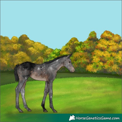 Horse Color:Void White Spotted Brown Tobiano Appaloosa 