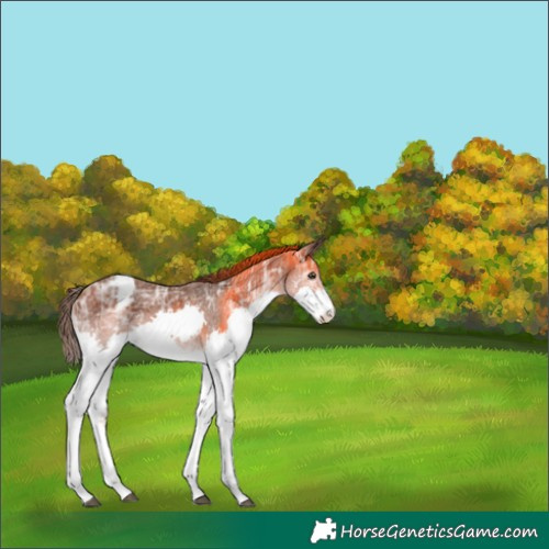 Horse Color:Liver Chestnut Ice Splash Appaloosa Rabicano