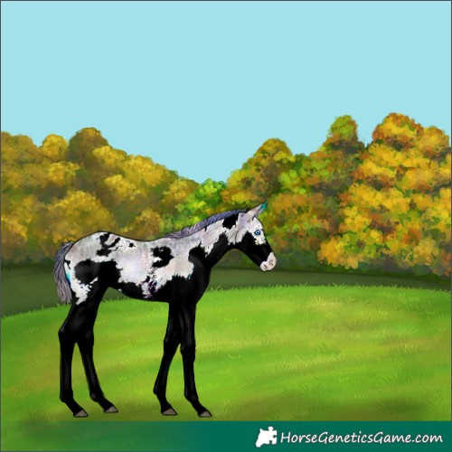 Horse Color:Nacre Plaid  White Spotted Brown Ice Onyx Splash Appaloosa Rabicano 