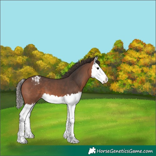 Horse Color:Bay Mushroom Splash Appaloosa