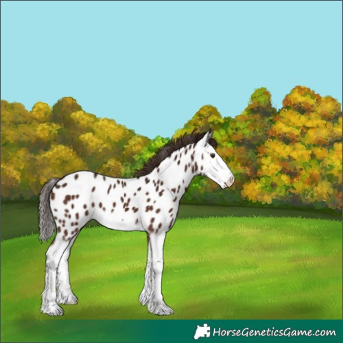 Horse Color:Liver Chestnut Splash Appaloosa 