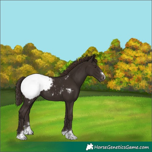 Horse Color:Liver Chestnut Appaloosa 