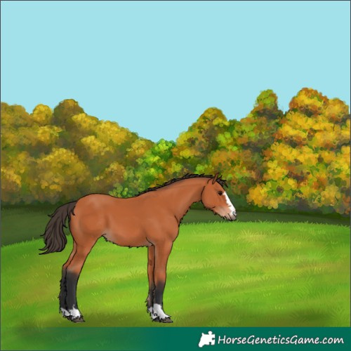 Horse Color:Bay 