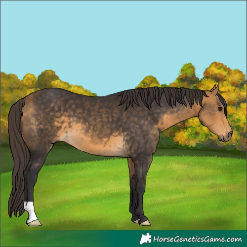 Horse Color:Buckskin 