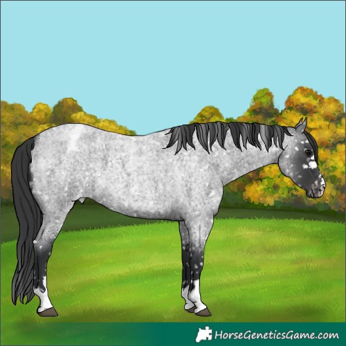 Horse Color:Blue Roan Appaloosa 