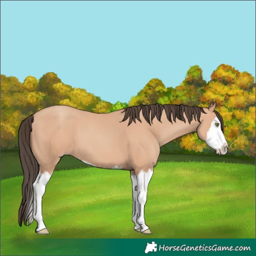 Horse Color:Amber Champagne Splash 