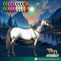 Horse Color:Liver Chestnut Mushroom Appaloosa 