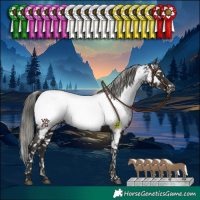 Horse Color:Liver Chestnut Mushroom Appaloosa 