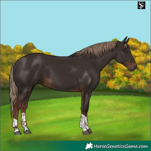 Horse Color:Liver Chestnut  and Liver Chestnut 