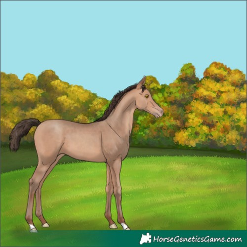 Horse Color:Amber Champagne 