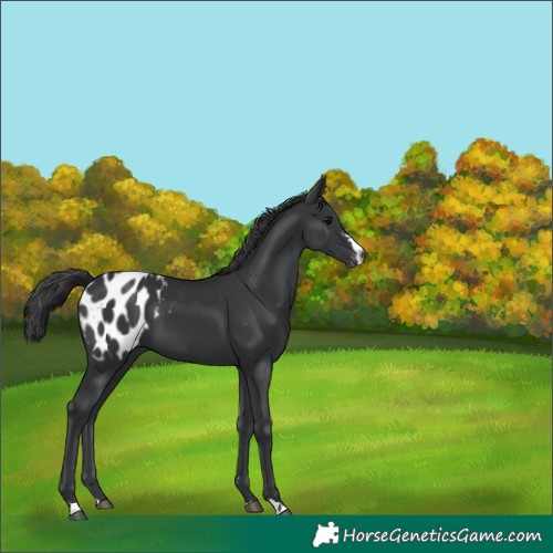 Horse Color:Black Appaloosa