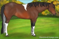 Horse Color:Bay Tobiano 