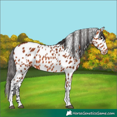 Horse Color:Bay Tobiano Appaloosa 