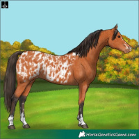 Horse Color:Bay and Bay Appaloosa