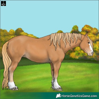 Horse Color:Chestnut Appaloosa 