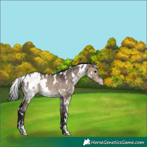 Horse Color:White Spotted Brown Dun Blanket 
