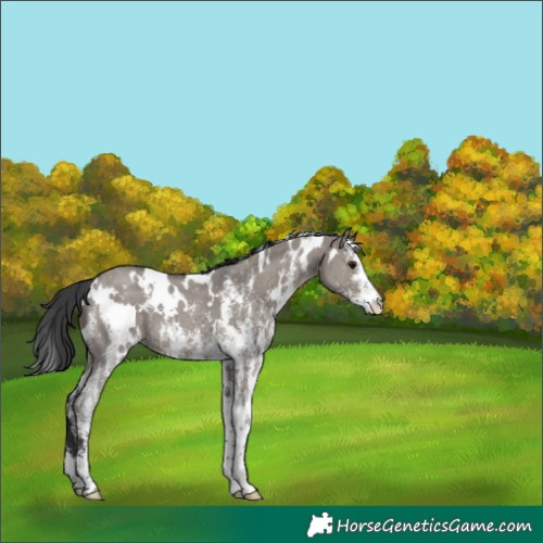 Horse Color:White Spotted Grullo Sabino Varnish 