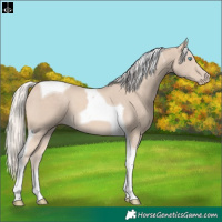 Horse Color:Cremello Tobiano