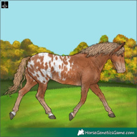 Horse Color:Chestnut Blanket 