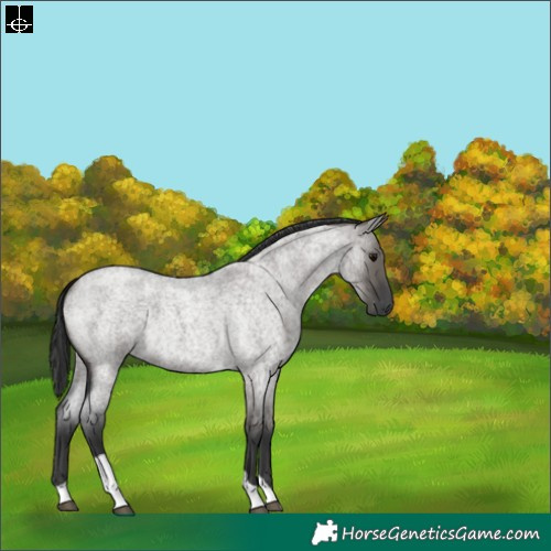 Horse Color:Grullo Roan Tobiano 