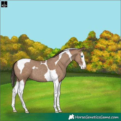 Horse Color:Classic Champagne Splash Tobiano 