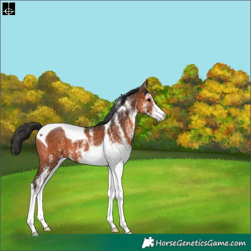 Horse Color:White Spotted Brown Tobiano 