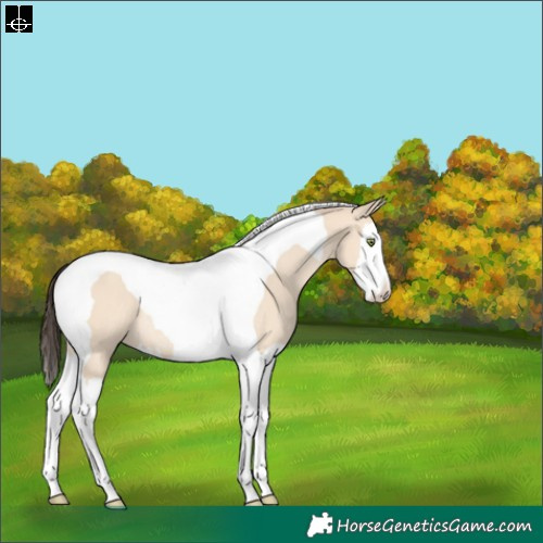 Horse Color:Amber Champagne Dun Splash Tobiano Rabicano 