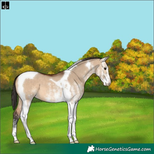 Horse Color:White Spotted Bay Dun Tobiano 