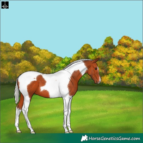 Horse Color:Silver Bay Tobiano