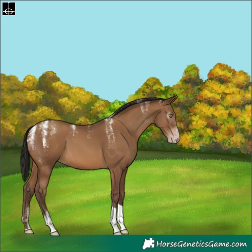 Horse Color:Powder White Gray Amber Champagne Tobiano