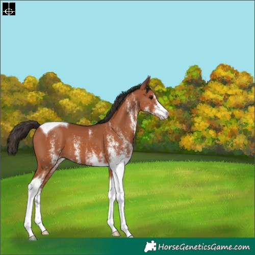 Horse Color:White Spotted Bay Tobiano