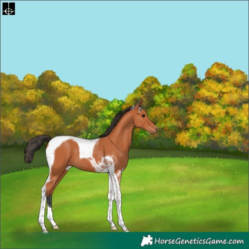 Horse Color:Bay Tobiano 