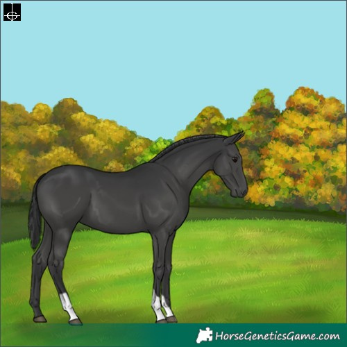 Horse Color:Black Tobiano