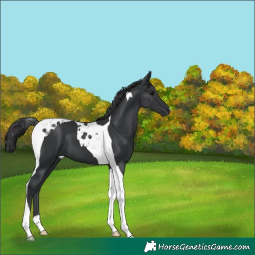 Horse Color:Black Tobiano 