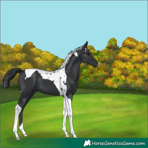 Horse Color:Black Tobiano 