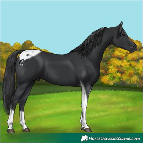 Horse Color:Black Tobiano 