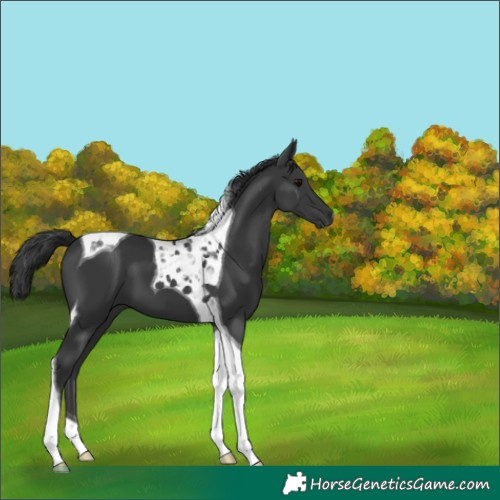 Horse Color:Black Tobiano 