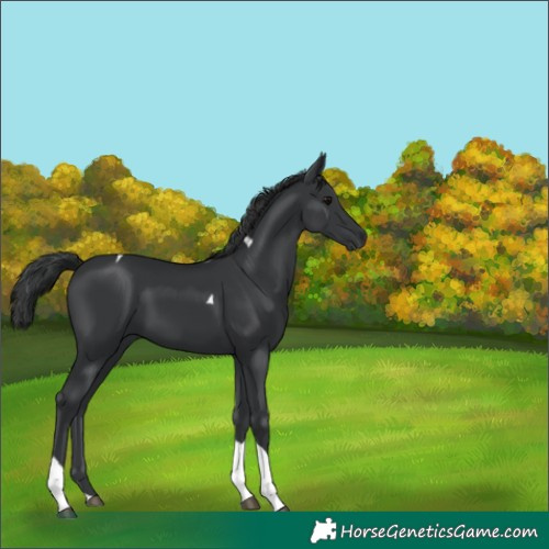 Horse Color:Black Tobiano 