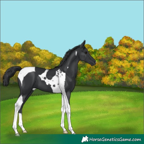 Horse Color:Black Tobiano 