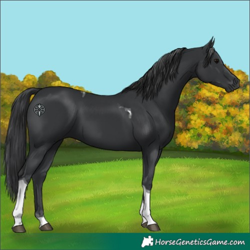 Horse Color:Black Tobiano 