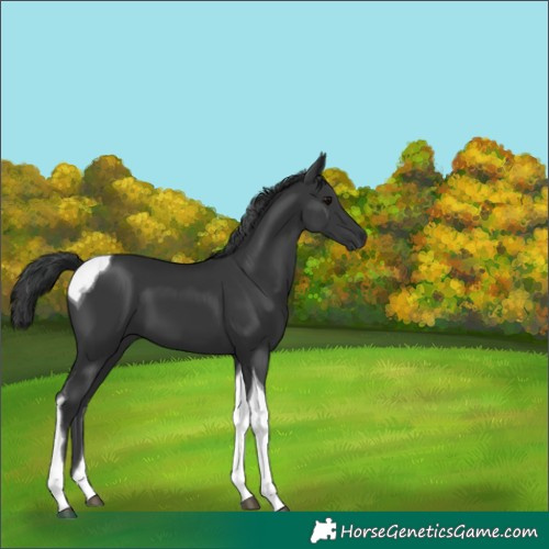 Horse Color:Black Tobiano 