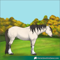 Horse Color:Buckskin Dun Tobiano 