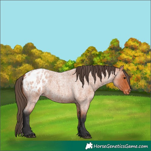 Horse Color:Bay Roan Appaloosa 