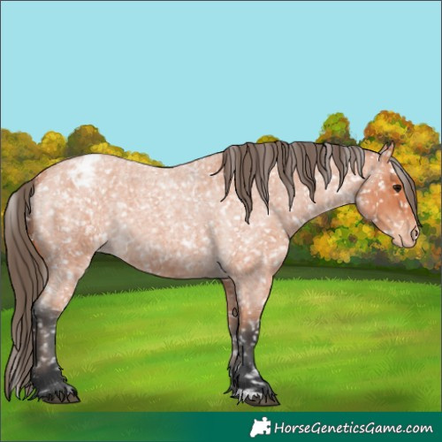 Horse Color:Bay Roan Appaloosa 
